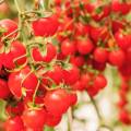 Optimización de Cultivo de Tomate en Guanacaste
