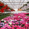 Innovación en Floricultura en Alajuela